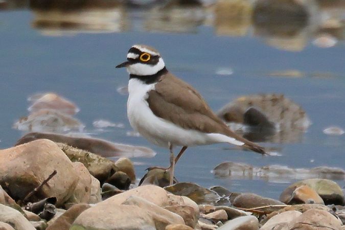 Corriere piccolo  - Giuseppe Colombo