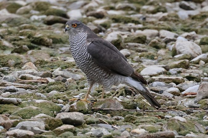 Sparviere  - Giuseppe Colombo