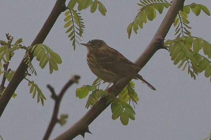 Pispola  - Giuseppe Colombo