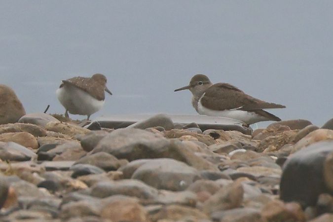 Piro-piro piccolo  - Giuseppe Colombo