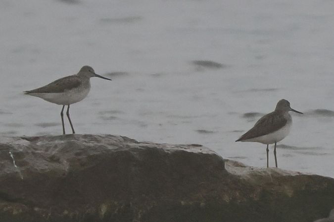 Pantana  - Giuseppe Colombo