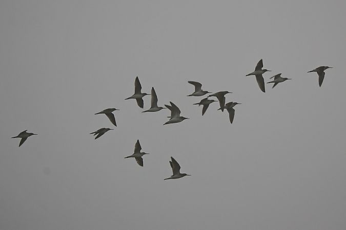 Pantana  - Giuseppe Colombo