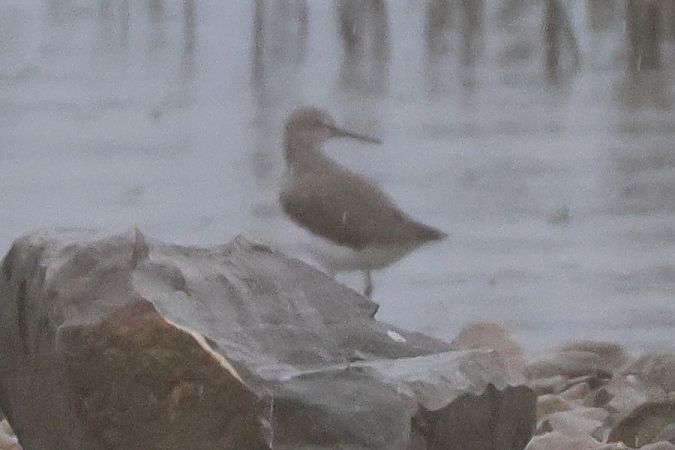 Piro-piro culbianco  - Giuseppe Colombo