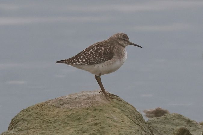 Piro-piro boschereccio  - Giuseppe Colombo