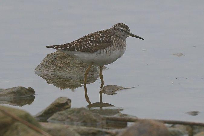Piro-piro boschereccio  - Giuseppe Colombo