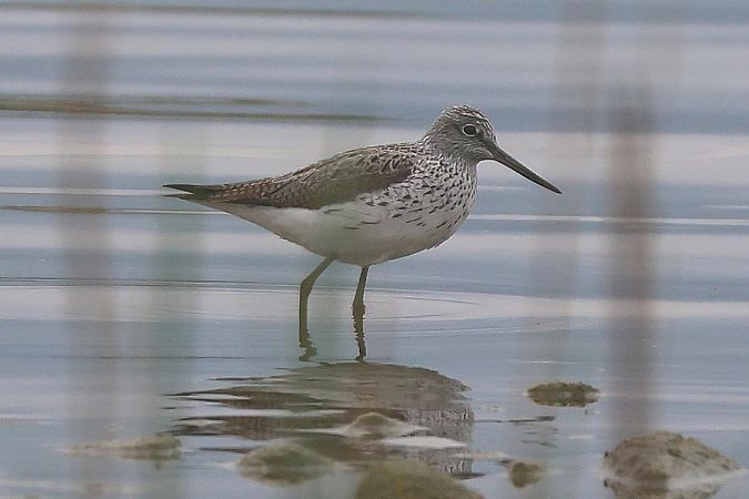 Pantana  - Giuseppe Colombo