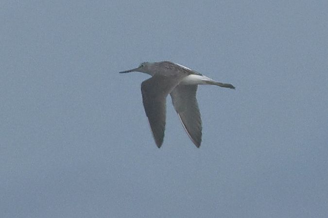 Pantana  - Giuseppe Colombo