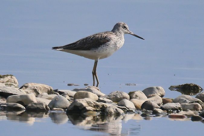 Pantana  - Giuseppe Colombo