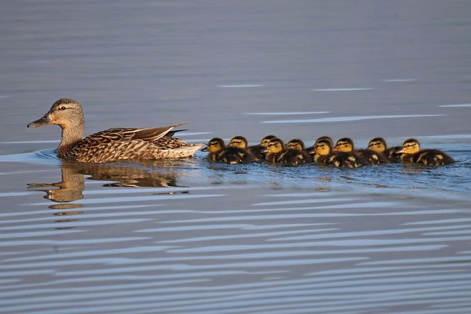 Germano reale  - Giuseppe Colombo