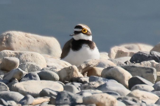 Corriere piccolo  - Giuseppe Colombo