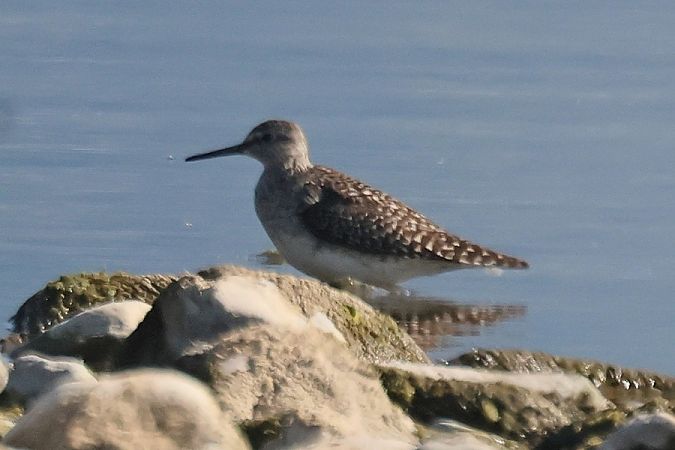 Piro-piro boschereccio  - Giuseppe Colombo