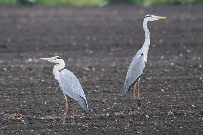 Airone cenerino  - Giuseppe Colombo