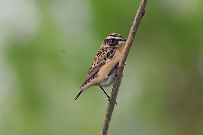 Stiaccino  - Giuseppe Colombo