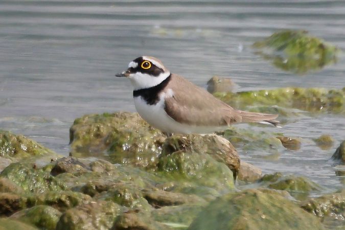 Corriere piccolo  - Giuseppe Colombo