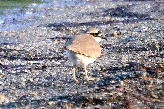 Flussregenpfeifer  - Giuseppe Colombo