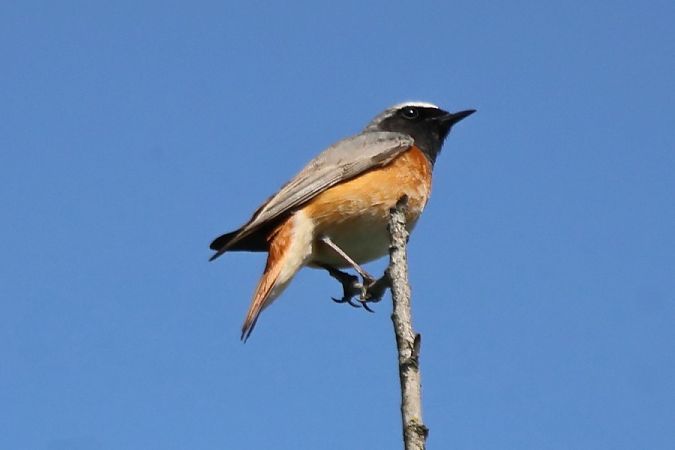 Codirosso  - Giuseppe Colombo