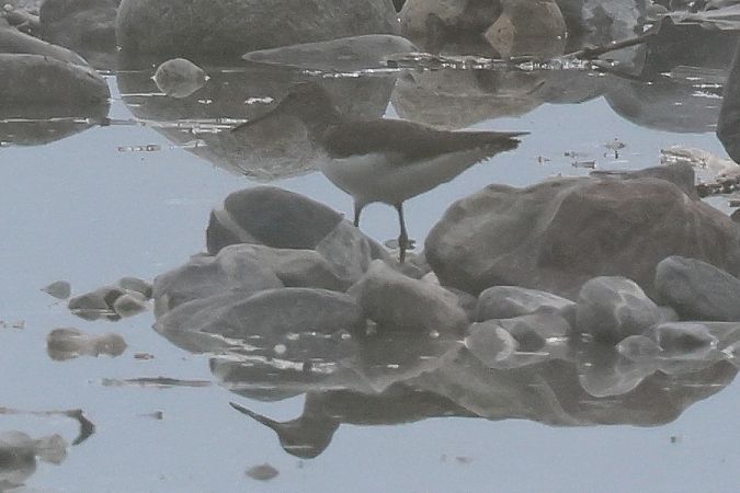 Piro-piro culbianco  - Giuseppe Colombo