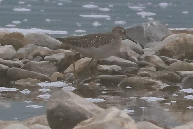 Piro-piro boschereccio  - Giuseppe Colombo