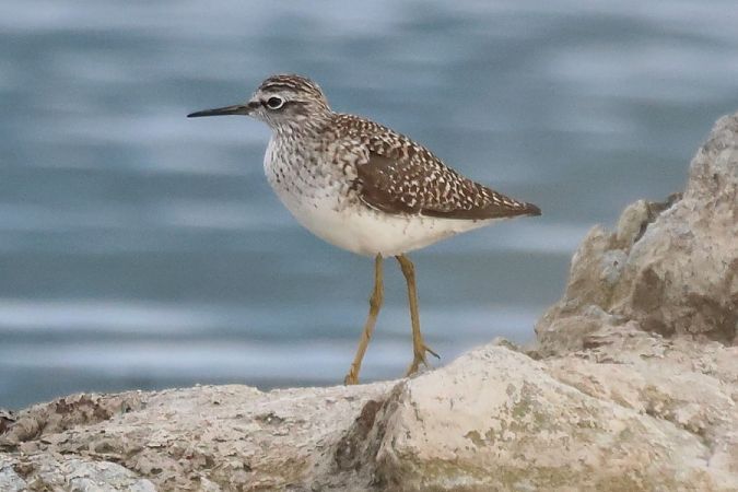 Piro-piro boschereccio  - Giuseppe Colombo