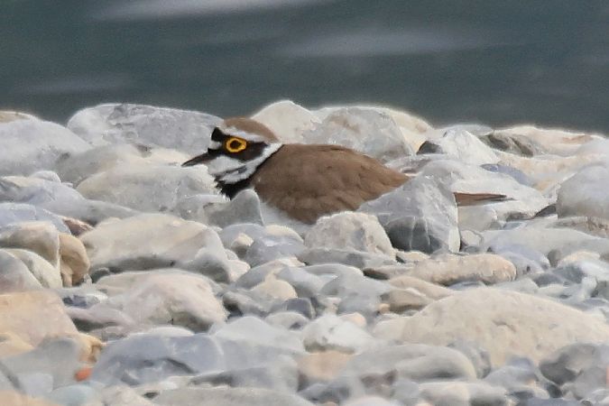 Corriere piccolo  - Giuseppe Colombo