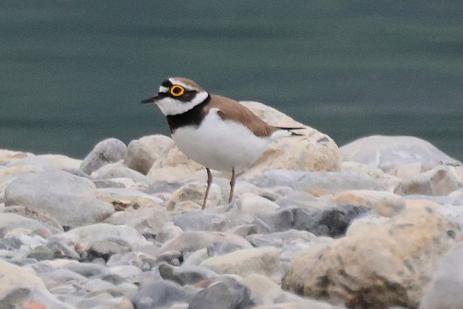 Corriere piccolo  - Giuseppe Colombo