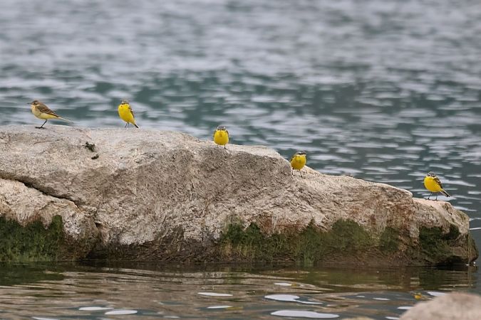 Cutrettola  - Giuseppe Colombo