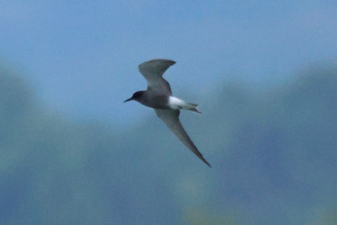 Mignattino comune  - Giuseppe Colombo