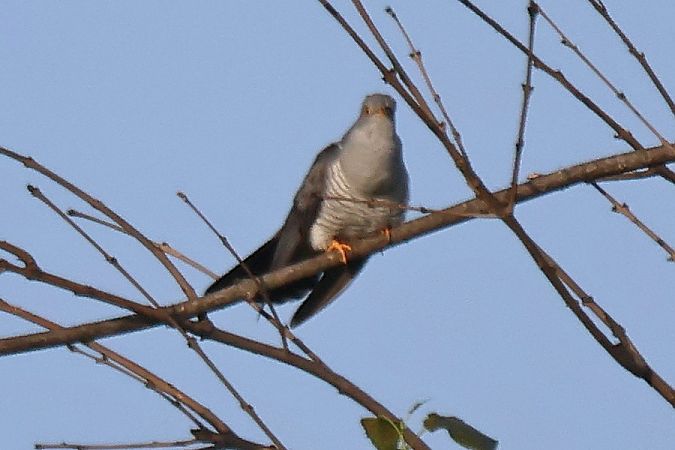 Cuculo  - Giuseppe Colombo