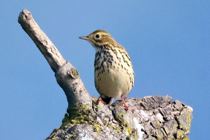 Pispola  - Giuseppe Colombo