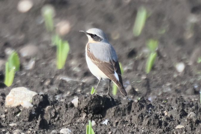 Culbianco  - Giuseppe Colombo
