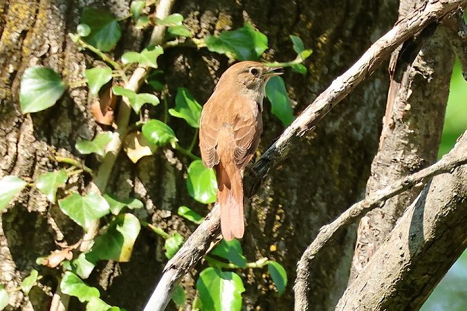Usignolo  - Giuseppe Colombo
