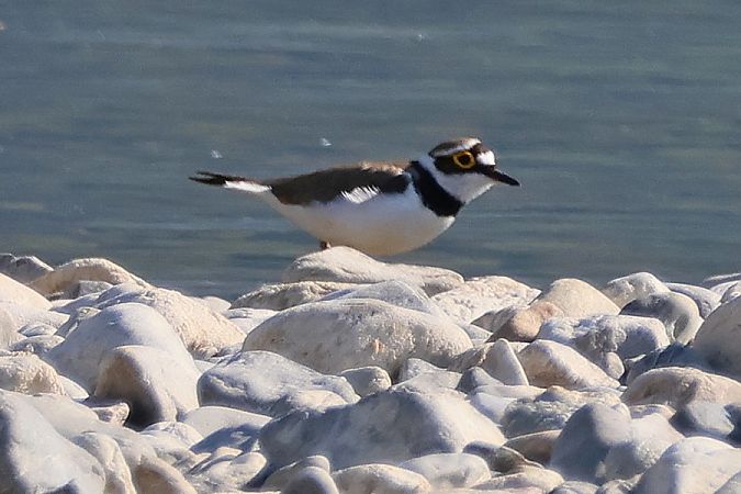 Corriere piccolo  - Giuseppe Colombo