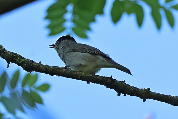 Capinera  - Giuseppe Colombo