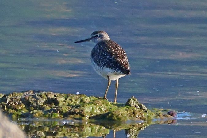 Piro-piro boschereccio  - Giuseppe Colombo