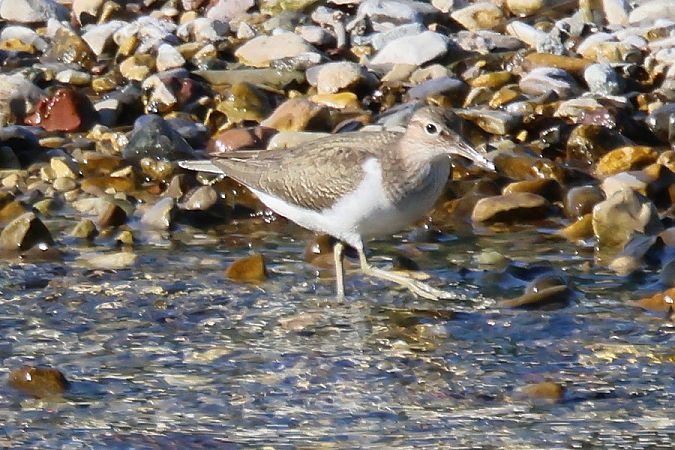 Piro-piro piccolo  - Giuseppe Colombo