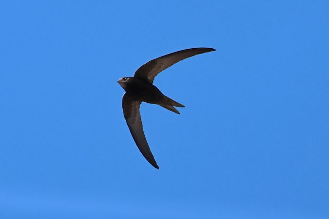 Rondone comune  - Giuseppe Colombo