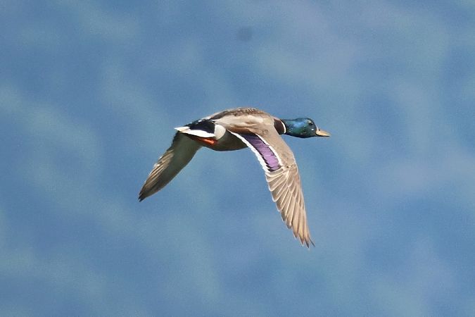 Germano reale  - Giuseppe Colombo