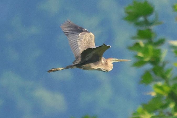 Airone rosso  - Giuseppe Colombo