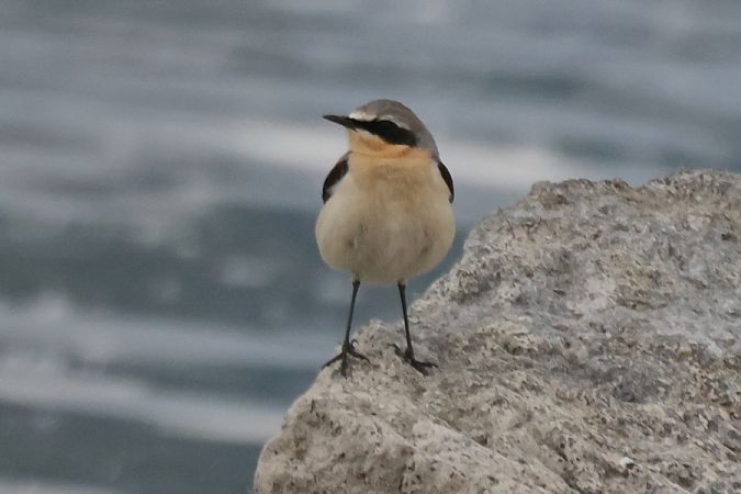 Culbianco  - Giuseppe Colombo