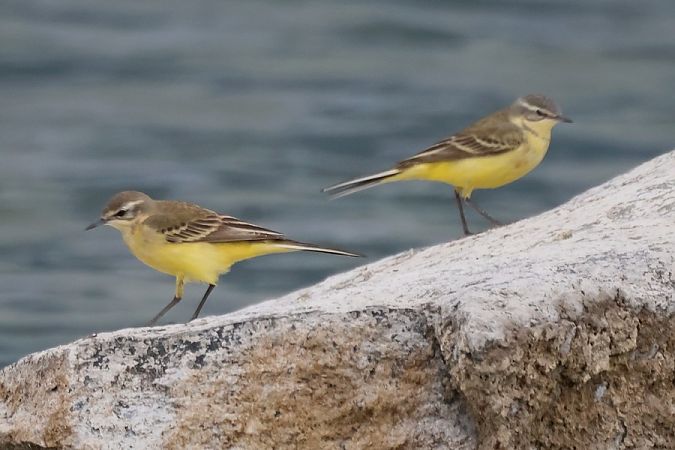 Cutrettola  - Giuseppe Colombo