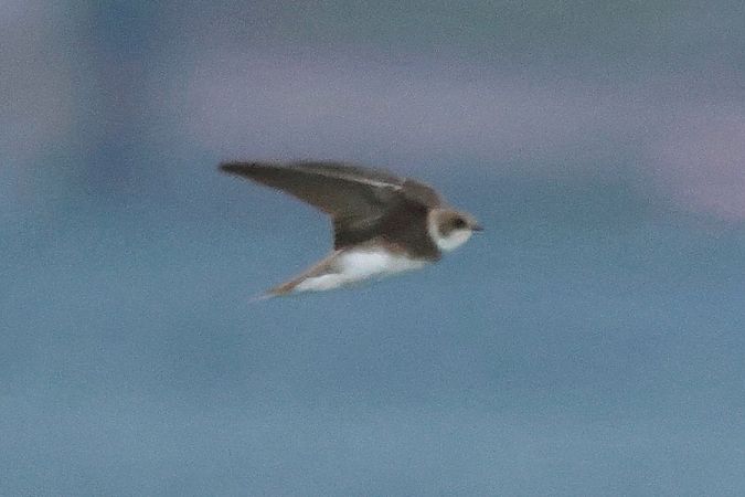 Topino  - Giuseppe Colombo