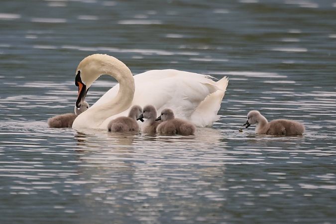 Cigno reale  - Giuseppe Colombo