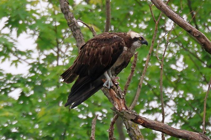 Falco pescatore  - Giuseppe Colombo
