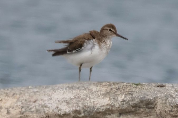 Piro-piro culbianco  - Giuseppe Colombo