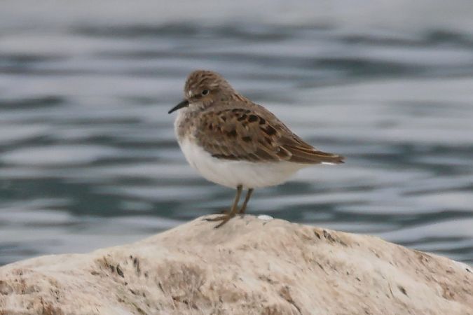 Gambecchio nano  - Giuseppe Colombo