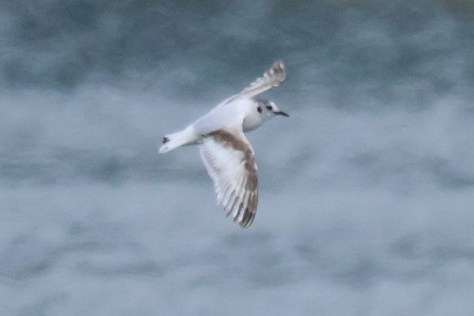 Gabbianello  - Giuseppe Colombo