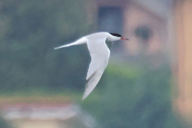 Sterna comune  - Giuseppe Colombo