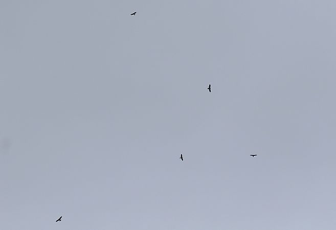 Falco di palude  - Cesare Rovelli