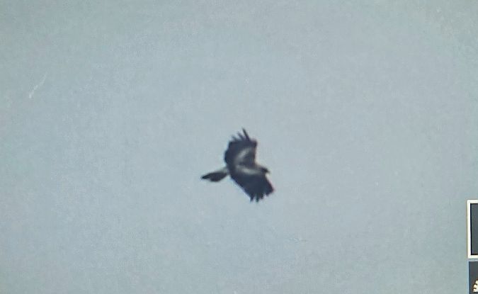 Aquila minore  - Cesare Rovelli