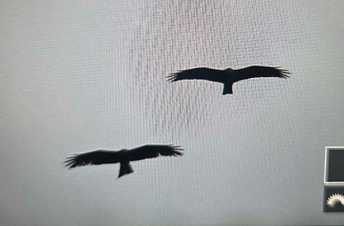 Nibbio bruno  - Cesare Rovelli